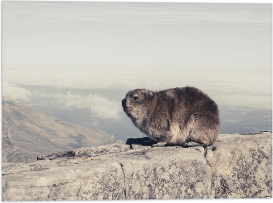 WallClassics - Drapeau - Marmot sur le Mur - 40x30 cm Photo sur Drapeau Polyester