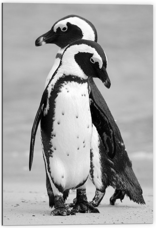 WallClassics - Dibond - Pinguïns op het Ijs Zwart - Wit - 70x105 cm Foto op Aluminium (Met Ophangsysteem)
