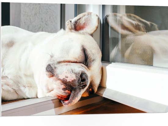 WallClassics - PVC Schuimplaat- Slapende Hond in het Raamkozijn - 105x70 cm Foto op PVC Schuimplaat