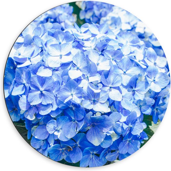 WallClassics - Dibond Muurcirkel - Grote Blauwe Hortensia Bloemen - 60x60 cm Foto op Aluminium Muurcirkel (met ophangsysteem)