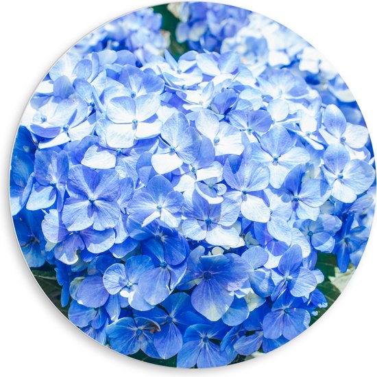 WallClassics - PVC Schuimplaat Muurcirkel - Grote Blauwe Hortensia Bloemen - 80x80 cm Foto op Muurcirkel (met ophangsysteem)