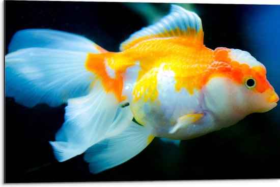 WallClassics - Dibond - Oranje Witte Goudvis - 75x50 cm Foto op Aluminium (Met Ophangsysteem)