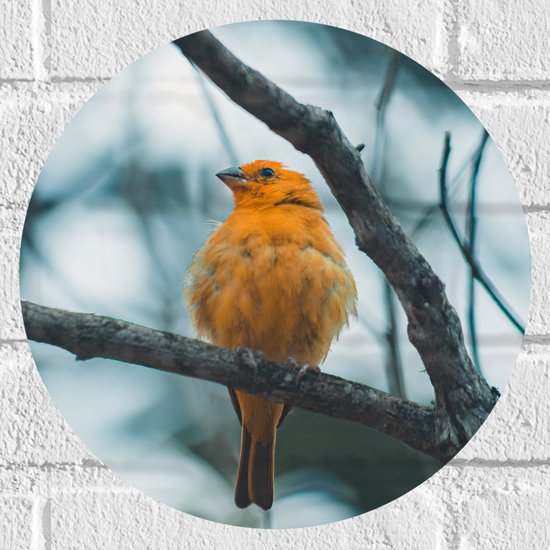 WallClassics - Muursticker Cirkel - Oranje Vogel in de Boom - 30x30 cm Foto op Muursticker