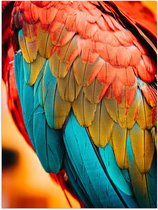 WallClassics - Poster Glanzend – Prachtige Veren van een Papegaai - 60x80 cm Foto op Posterpapier met Glanzende Afwerking