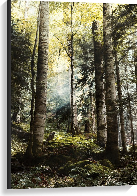 WallClassics - Canvas  - Groene Bomen met Zon - 60x90 cm Foto op Canvas Schilderij (Wanddecoratie op Canvas)