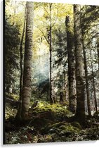 WallClassics - Toile - Arbres verts avec soleil - 100x150 cm Photo sur toile (Décoration murale sur toile)
