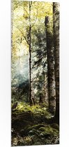 WallClassics - PVC Schuimplaat - Groene Bomen met Zon - 50x150 cm Foto op PVC Schuimplaat (Met Ophangsysteem)
