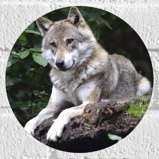 WallClassics - Muursticker Cirkel - Rustende Wolf in de Natuur - 20x20 cm Foto op Muursticker