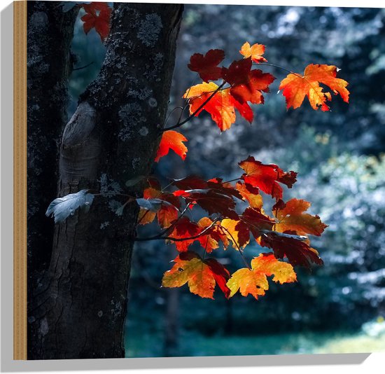 WallClassics - Hout - Herfstbladeren aan Dunne Boomstam - 50x50 cm - 12 mm dik - Foto op Hout (Met Ophangsysteem)