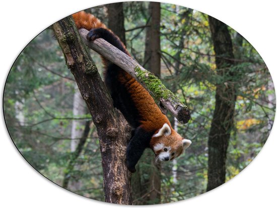 WallClassics - Dibond Ovaal - Kleine Panda Hangend in de Boom - 80x60 cm Foto op Ovaal (Met Ophangsysteem)