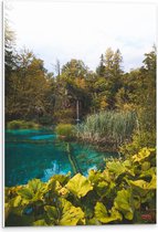 WallClassics - PVC Schuimplaat- Helder Blauw Water tussen Groene Planten - 40x60 cm Foto op PVC Schuimplaat