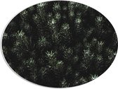 WallClassics - PVC Schuimplaat Ovaal - Bovenkant van Kerstbomen  - 56x42 cm Foto op Ovaal  (Met Ophangsysteem)