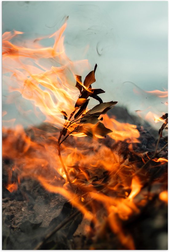 WallClassics - Poster (Matte) - Burning Twig - 80x120 cm Photo sur Papier Poster avec un aspect Mat