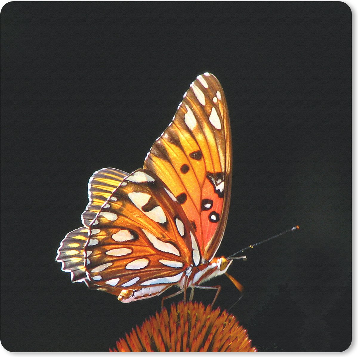 Muismat 20x20 cm - Mousepad Vlinder - Bloemen - Insect - Portret - Zwart - Oranje - Muismatten
