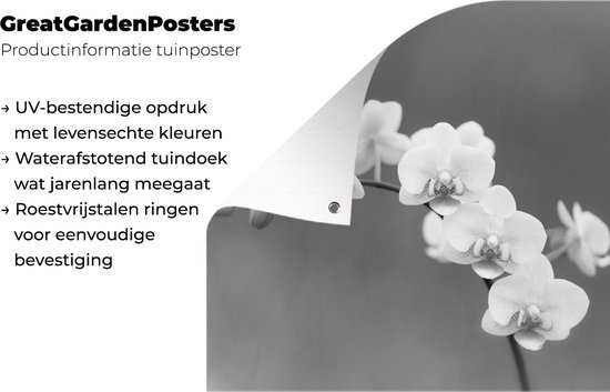 Posters de jardin Orchidée - Fleurs - Plante - Wit - Violet - 50x50 cm - Toile jardin - Affiche extérieure