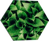 WallClassics - Dibond Hexagon - close-Up Waterdruppels op Groene Plant - 50x43.5 cm Foto op Hexagon (Met Ophangsysteem)