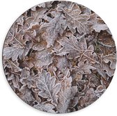WallClassics - Dibond Muurcirkel - Bevroren Blaadjes in het Bos - 60x60 cm Foto op Aluminium Muurcirkel (met ophangsysteem)