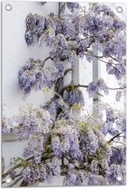 WallClassics - Poster de Jardin - Fleurs de Glycine contre le Mur - 40x60 cm Photo sur Poster de Jardin (décoration murale pour l'extérieur et l'intérieur)