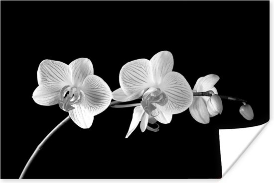 Poster Orchidee - Bloemen - Zwart - Roze - Knoppen - 60x40 cm