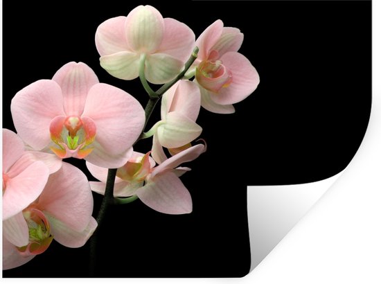 Stickers muraux - Sticker Feuille - Orchidée - Fleurs - Rose - Nature Morte - Flora - 40x30 cm - Film Adhésif - Stickers muraux Muraux Chambre Enfant - Papier Peint Auto Adhésif