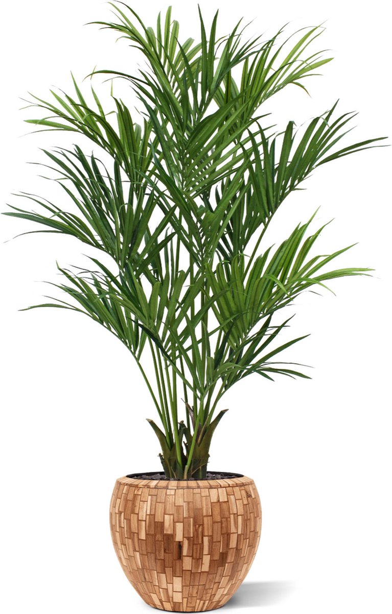 Maxifleur Kentia deluxe kunstpalm XL 190cm Groen