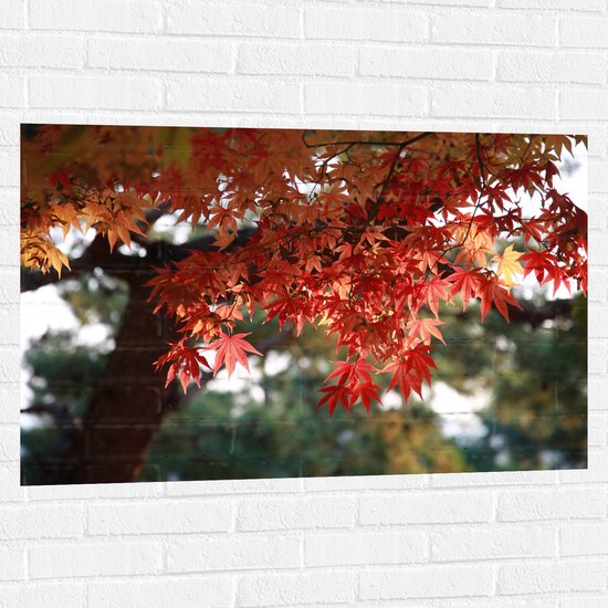 WallClassics - Muursticker - Rode Bladeren aan Boom - 105x70 cm Foto op Muursticker