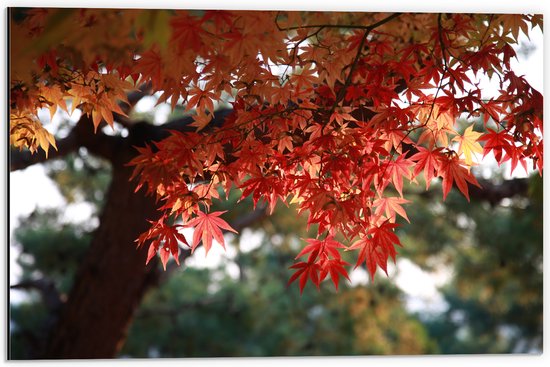 WallClassics - Dibond - Rode Bladeren aan Boom - 60x40 cm Foto op Aluminium (Wanddecoratie van metaal)