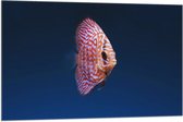 WallClassics - Vlag - Wit Oranje Discus Vis - 105x70 cm Foto op Polyester Vlag