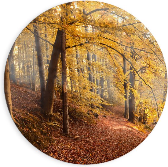 WallClassics - Dibond Muurcirkel - Zonnestralen tussen Herfstbos - 90x90 cm Foto op Aluminium Muurcirkel (met ophangsysteem)