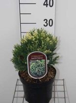 Chamaecyparis lawsoniana 'Pygmaea Argentea' - Californische Cipres, Dwergschijncipres 20 - 25 cm in pot