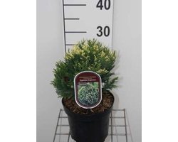 Chamaecyparis lawsoniana 'Pygmaea Argentea' - Californische Cipres, Dwergschijncipres 20 - 25 cm in pot