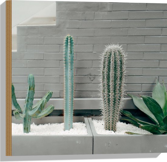 WallClassics - Hout - Cactus Plantenbak - 50x50 cm - 12 mm dik - Foto op Hout (Met Ophangsysteem)
