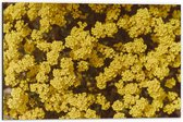WallClassics - Dibond - Gele Bloemen - 60x40 cm Foto op Aluminium (Wanddecoratie van metaal)