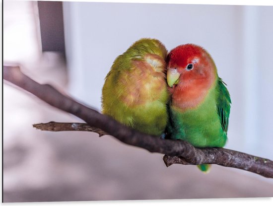 WallClassics - Dibond - Twee Verliefde Vogeltjes op een Tak - 80x60 cm Foto op Aluminium (Met Ophangsysteem)
