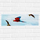 WallClassics - Muursticker - Vliegende Vogels Ara Papegaaien - 60x20 cm Foto op Muursticker