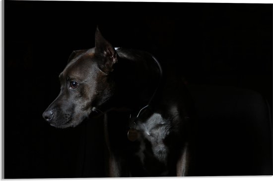 WallClassics - Acrylglas - Zwarte Hond met Donkere Achtergrond - 60x40 cm Foto op Acrylglas (Wanddecoratie op Acrylaat)