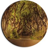 WallClassics - Dibond Muurcirkel - Krokelende Bomen over Krokelende Weg - 20x20 cm Foto op Aluminium Muurcirkel (met ophangsysteem)