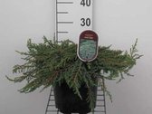 Juniperus communis 'Green Carpet' - Jeneverbes, Gewone Jeneverbes 25 - 30 cm in pot
