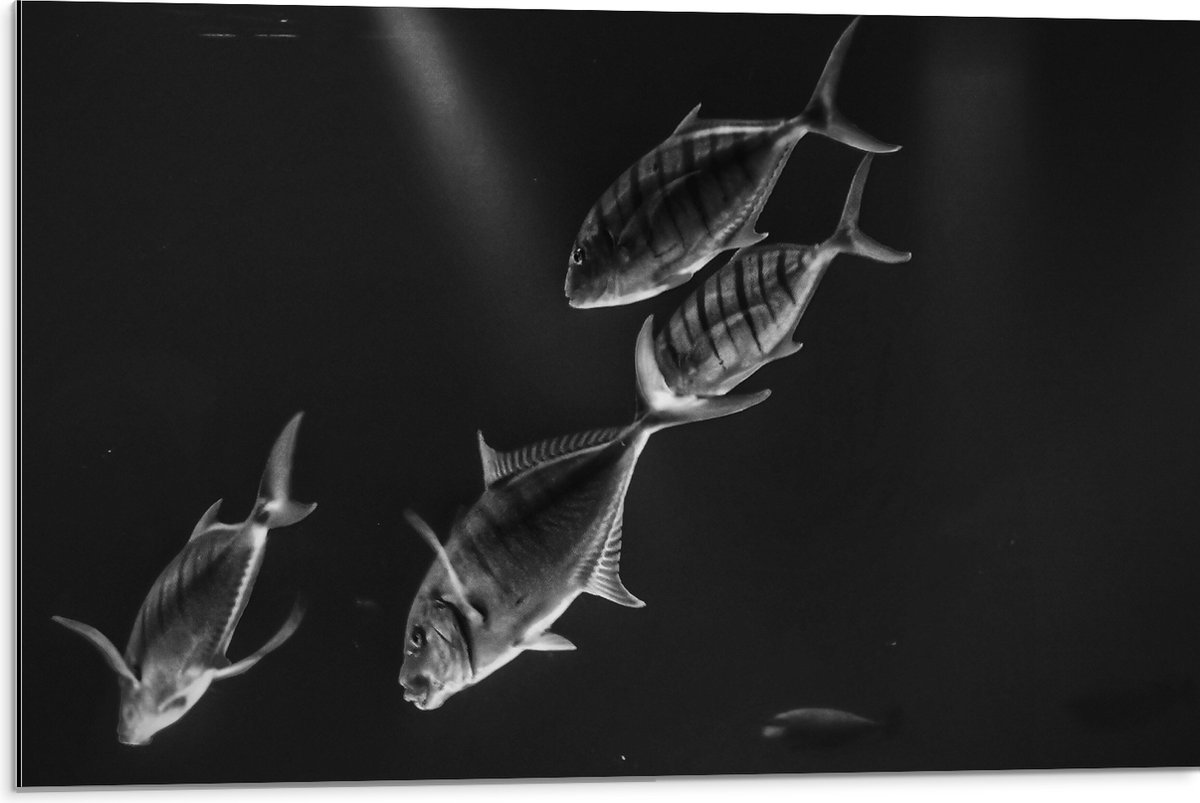 Dibond - Vissen in het Aquarium Zwart - Wit - 75x50 cm Foto op Aluminium (Wanddecoratie van metaal)