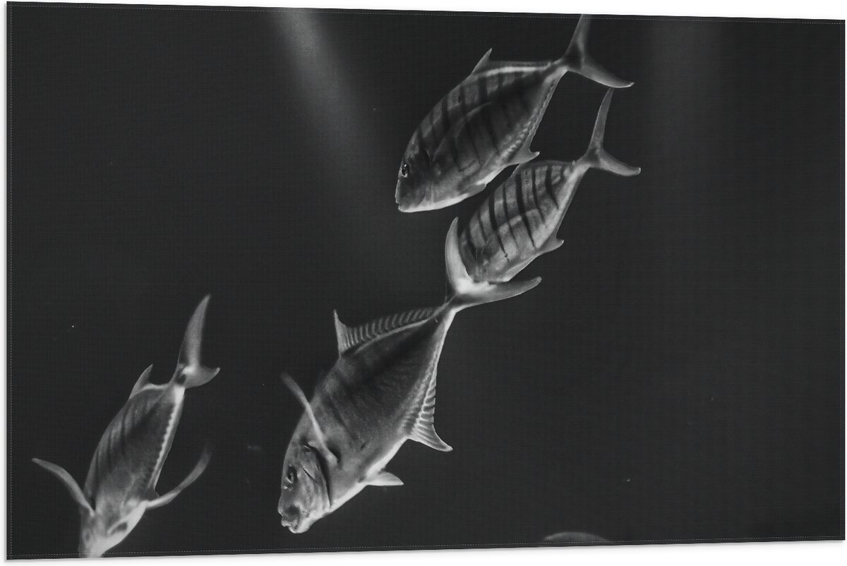 Vlag - Vissen in het Aquarium Zwart - Wit - 90x60 cm Foto op Polyester Vlag