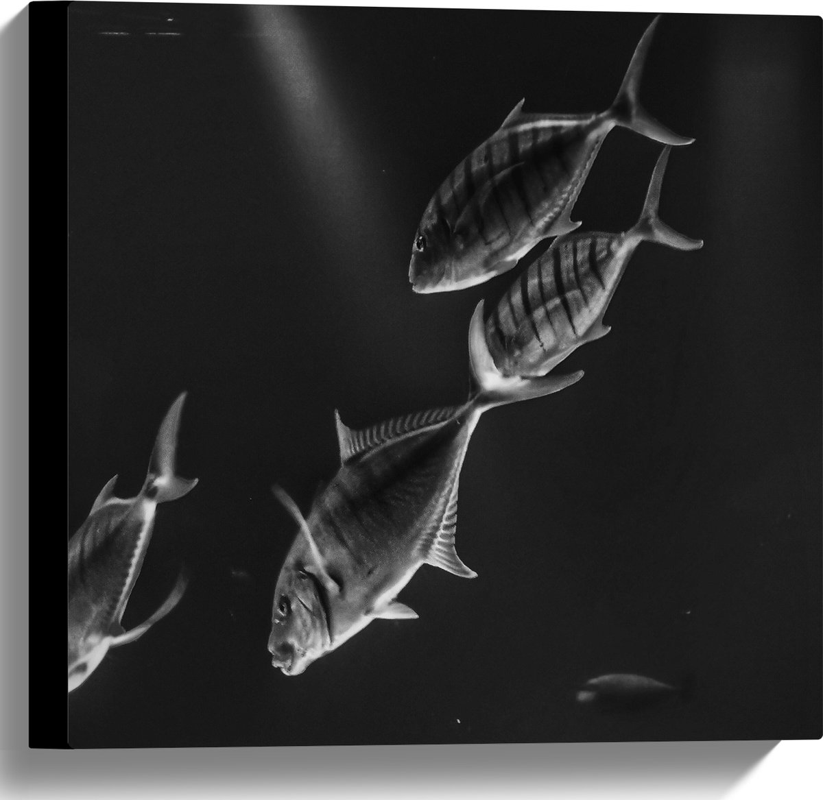 Canvas - Vissen in het Aquarium Zwart - Wit - 40x40 cm Foto op Canvas Schilderij (Wanddecoratie op Canvas)