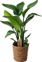 Plant in a Box Strelitzia Nicolai in decoratieve mand - Hoogte 55-70cm - Pot 17cm - Paradijsvogel Kamerplant