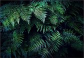 Fotobehangkoning - Behang - Vliesbehang - Fotobehang - In the Thicket - Bladeren - Jungle - Natuur - Botanisch - 450 x 315 cm