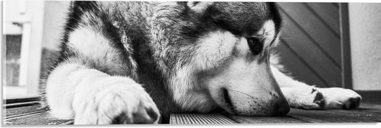 WallClassics - Acrylglas - Alaska Malamute Hond Zwart - Wit - 60x20 cm Foto op Acrylglas (Met Ophangsysteem)