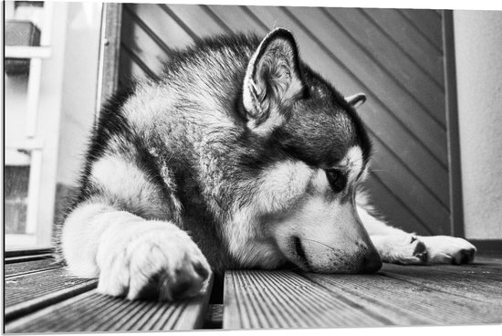 WallClassics - Dibond - Alaska Malamute Hond Zwart - Wit - 90x60 cm Foto op Aluminium (Met Ophangsysteem)