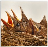 WallClassics - PVC Schuimplaat- Baby Vogeltjes in een Nest - 50x50 cm Foto op PVC Schuimplaat