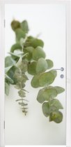 Deursticker Groene eucalyptusbladeren op een witte achtergrond - 95x235 cm - Deurposter