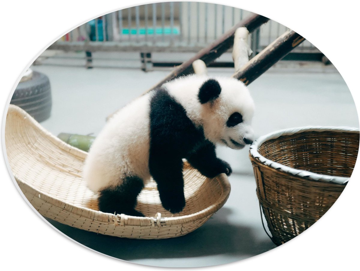 PVC Schuimplaat Ovaal - Baby Panda in Verblijf - 40x30 cm Foto op Ovaal (Met Ophangsysteem)