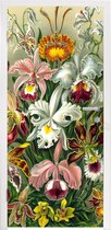 Deursticker Design - Bloemen - Planten - Ernst Haeckel - 75x205 cm - Deurposter