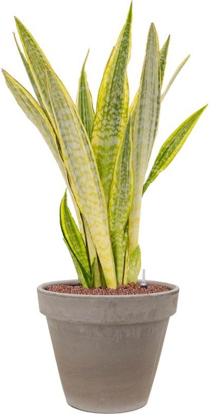 Kunstplant Sanseveria cylindrica groen in pot H 140 cm kopen